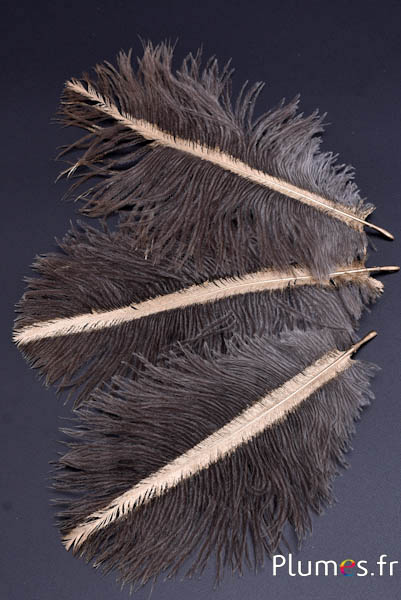 Autruche avec rayon doré fin - 13-18 cm - gris naturel